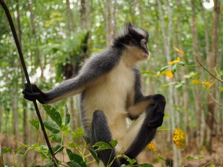 Portrait d'un primate Semnopithèque de Thomas dans la province de Sumatra à Bukit Lawang.
Assez reconnaissable, notamment, grâce à sa crête noire et son pelage gris et blanc.