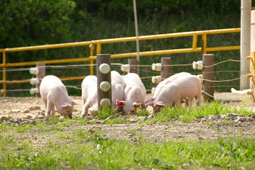 子豚 岐阜市 畜産センター © hiroyasu4412