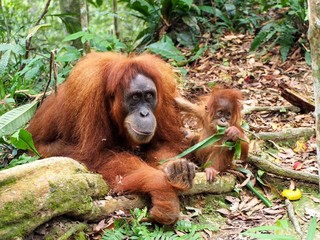 Portrait d'un Orang-Outan et de son bébé dans la forêt de Sumatra à Bukit Lawang en Indonésie.