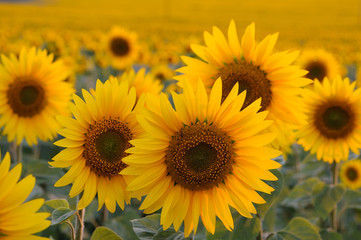 Beautiful sunflower closeup in soft sunset light