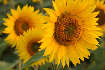 Beautiful sunflower closeup in soft sunset light