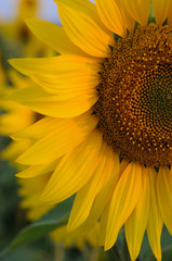 Beautiful sunflower closeup in soft sunset light