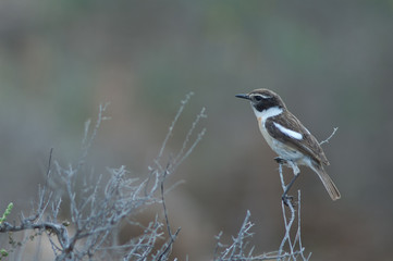 Male Canary Islands stonechat Saxicola dacotiae. Esquinzo ravine. La Oliva. Fuerteventura. Canary Islands. Spain.