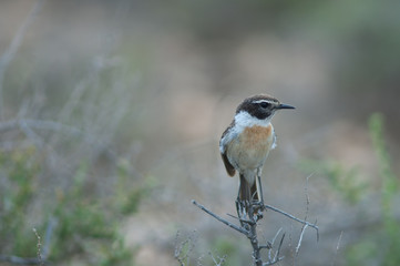 Male Canary Islands stonechat Saxicola dacotiae. Esquinzo ravine. La Oliva. Fuerteventura. Canary Islands. Spain.