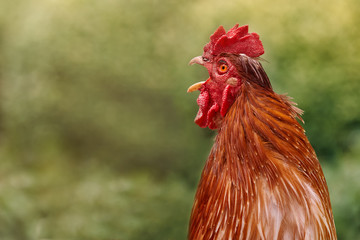 Red rooster crows at dawn against bokeh green yellow background in warm light