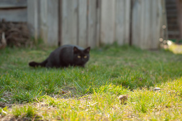 Black cat preys on a field mouse in the grass. The cat in silence fell silent.