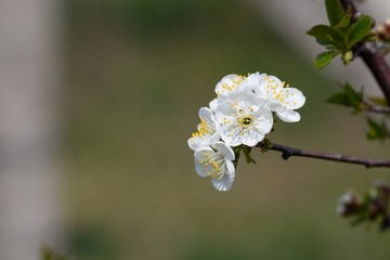 White inflorescence on a cherry tree branch on a sunny spring da