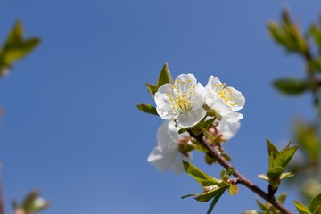 White inflorescence on a cherry tree branch on a sunny spring da