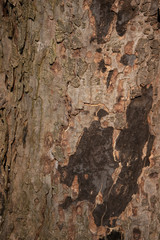 Splotchy different colored tree bark