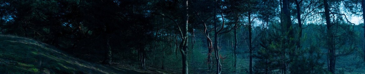 Panoramic view of a dark gloomy old forest color grading stylized for horror