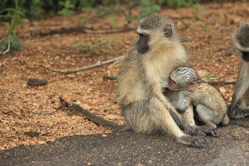 mother and baby monkey