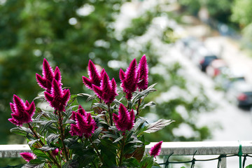 celosia plant on the balcony with street view