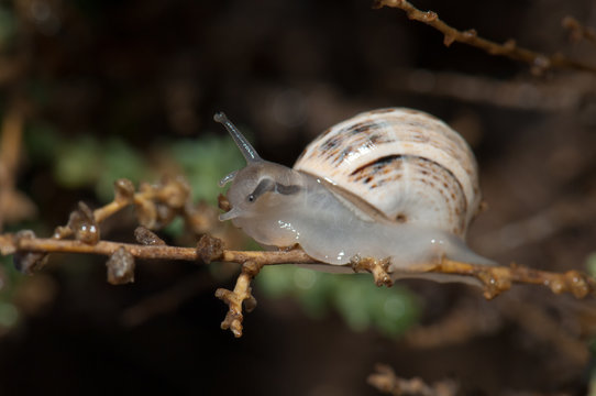 White Garden Snail Photos Royalty Free Images Graphics Vectors Videos Adobe Stock