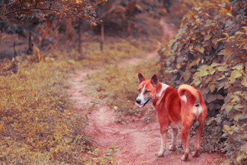 red fox terrier dog