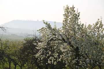Orchard pear tree white spring blossom