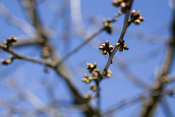 The blossom of a cherry tree, bunches of buds on branches