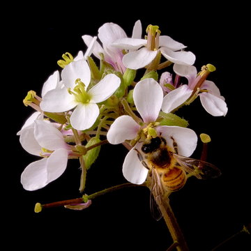 Ape su fiori di rucola selvatica su sfondo nero