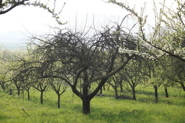 Old belated apple tree in a french rural orchard
