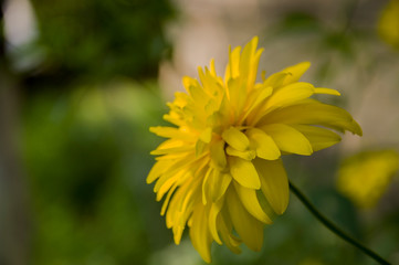 Rudbeckia. Garden yellow flowers with green leaves. Blossom in summer. Background with old wood...