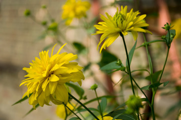 Rudbeckia. Garden yellow flowers with green leaves. Blossom in summer. Background with old wood...