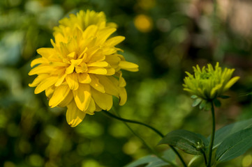 Rudbeckia. Garden yellow flowers with green leaves. Blossom in summer. Background with old wood house 