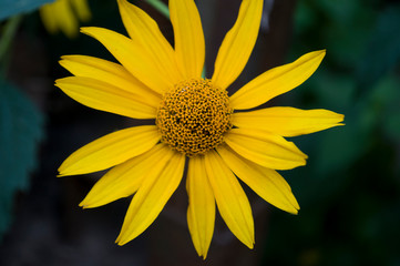 Rudbeckia. Garden yellow flowers with green leaves. Blossom in summer. Background with old wood house 