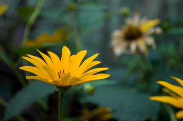 Rudbeckia. Garden yellow flowers with green leaves. Blossom in summer. Background with old wood house 