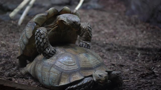 One giant turtle climbs on top of another giant turtle, the sex of turtles