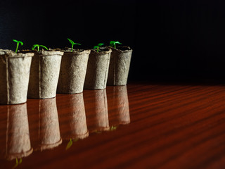 Young bright green seedlings are reflected in the surface of the lacquered wood. Sprouts of plants...