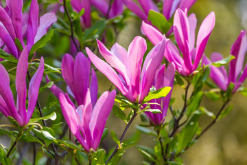 Magnolia soulangeana or saucer magnolia purple pink blossom tree flower close up selective focus in botanical garden, Kharkov, Ukraine in the early spring. Spring flower background.