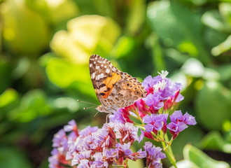 The butterfly on a flower in sunlight