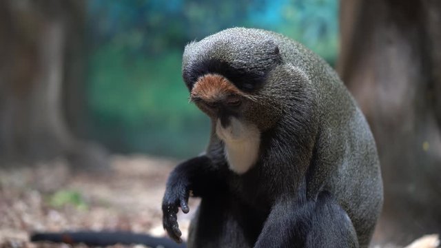 Brazza the monkey sits on the ground and looks at the camera, then looks away, close-up