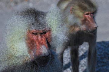 Hamadryas baboon Family on the Road to Lake Assal, Djibouti