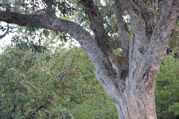 leopard in the tree