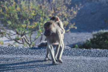 Hamadryas baboon Family on the Road to Lake Assal, Djibouti