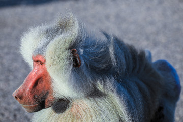 Close up face of the Hamadryas baboon on the Road, Djibouti