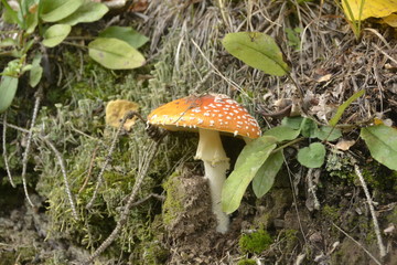 Toadstool hidden in slope