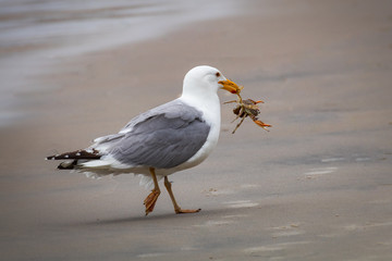 A herring gull carries a captured crab in its bill