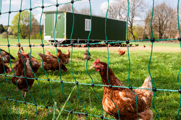Mobiler Hühnerstall für Legehennen in der Freilandhaltung
