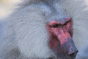 Close up face of the Hamadryas baboon on the Road, Djibouti
