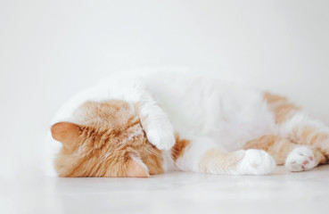 a domestic cat lying on the floor that is sleepy, lazy, and tired shows annoyance to the humans in the home. he lay his paw on his face to cover from the sunlight that was too bright and want to rest.