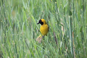 yellow finch in the grass