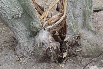 split trunk of a large tree 