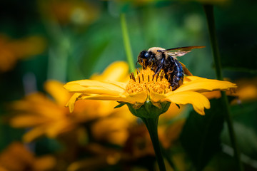 A bumblebee feeds on a daisy in Berks County, PA
