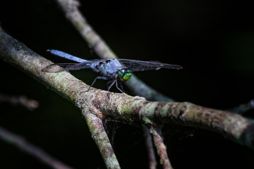 A blue dasher dragonfly pauses in a lakeside thicket