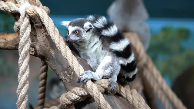 Lemur sits on a tree branch, looks around and licks its fur, washes close-up