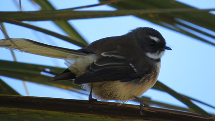 Neuseelandfächerschwanz New Zealnd Fan Tail