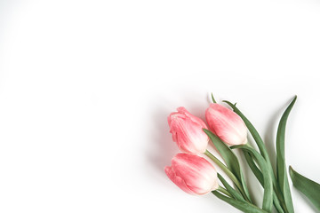 Three pink tulips in the lower right corner on a white background with copy space