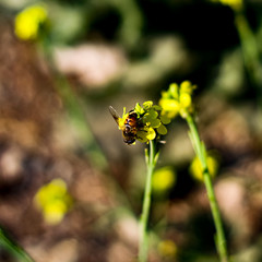 abeja