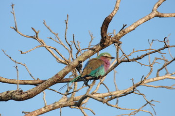 lilac breasted roller